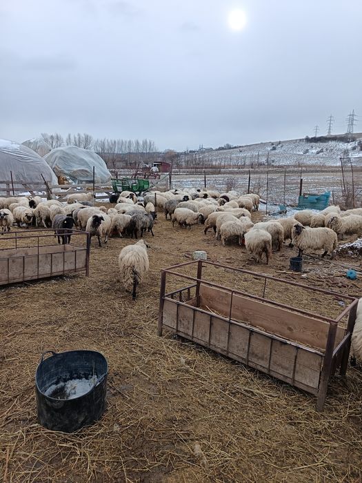 Vând oi Botoșani