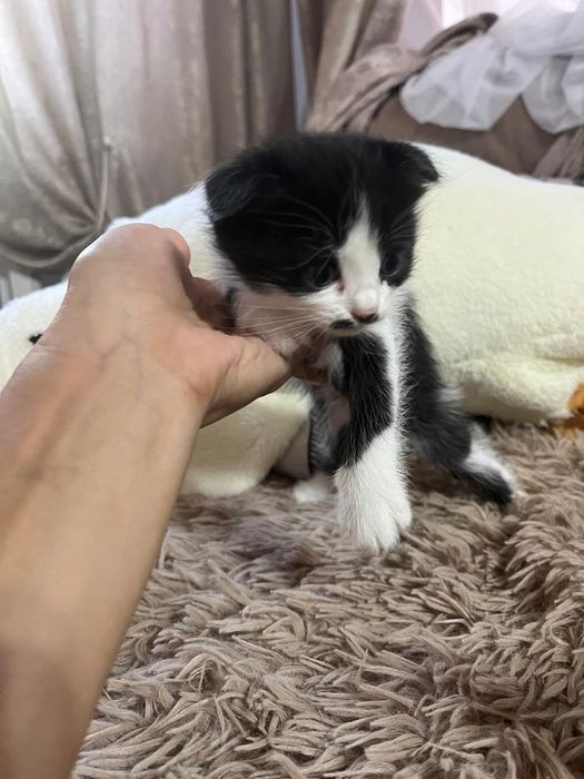 Отдам котят в хорошие руки