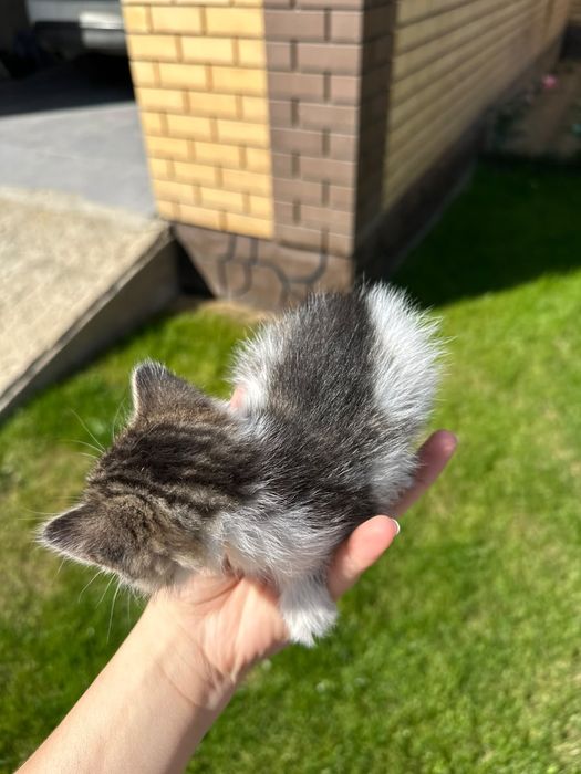 Отдам котенка мальчик