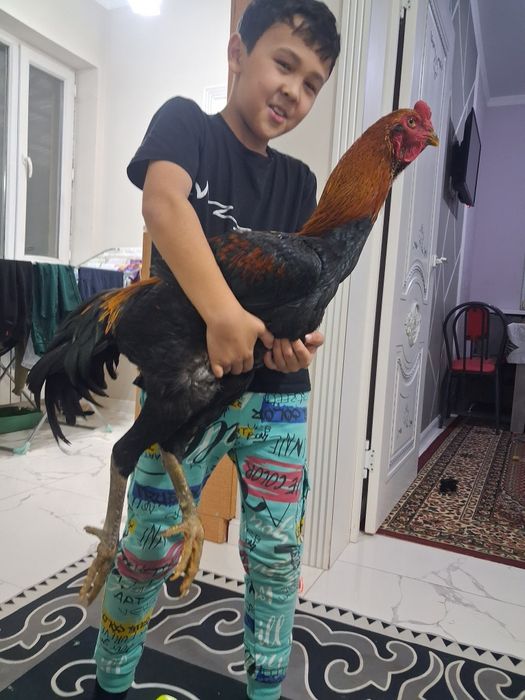 Балапан дакан 8 мын