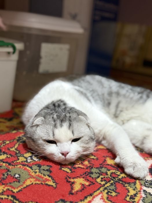 Шотландская вислоухая кошка