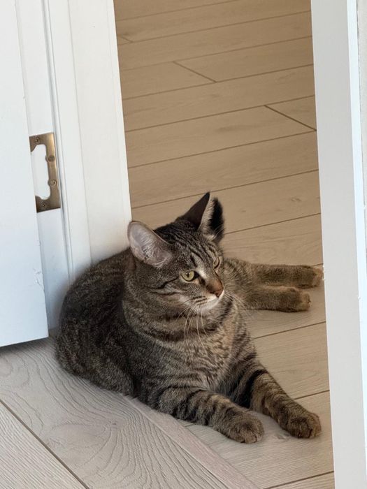 Отдам кота, домашний