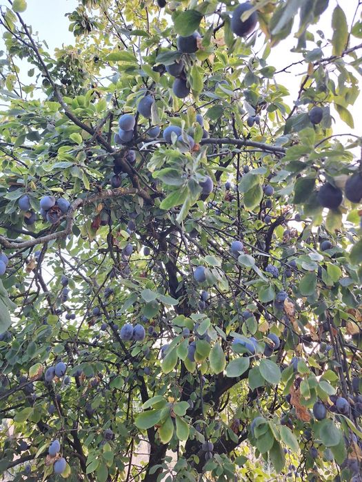 Prune pentru țuică – soi Tuleu Gras