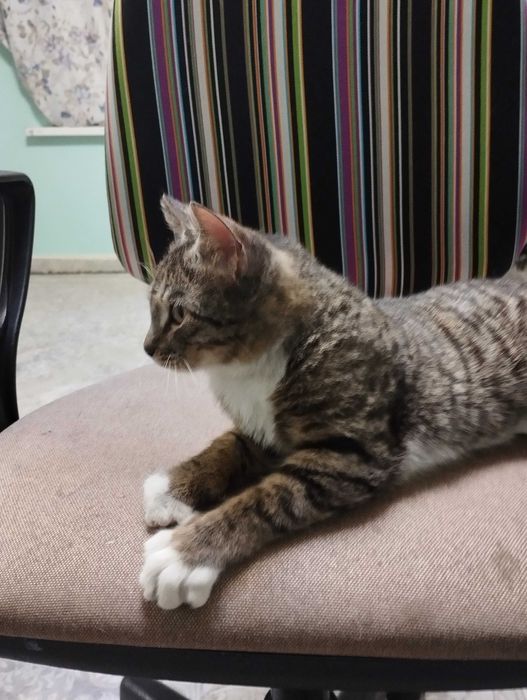 Отдам котика в хорошие руки