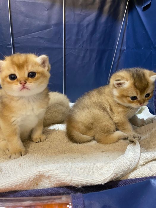 Продаю здоровых котят золотая шиншилла.