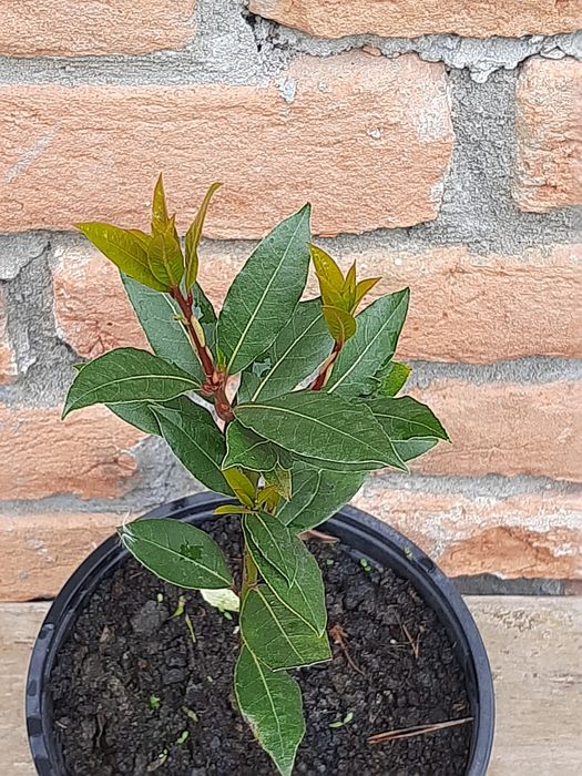 Vând copăcel Dafin comestibil