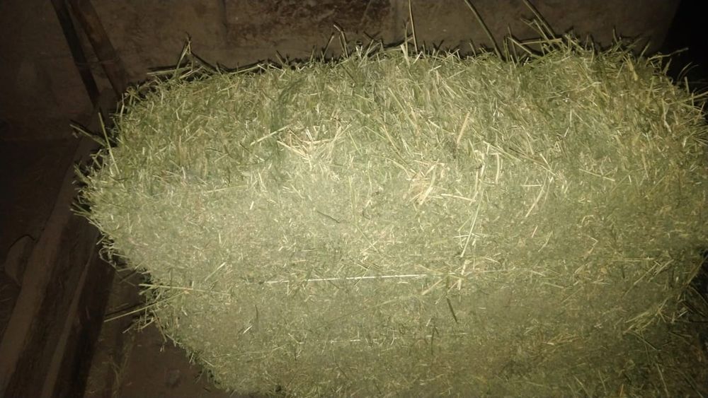 Жоңышқа пресс 100шт.