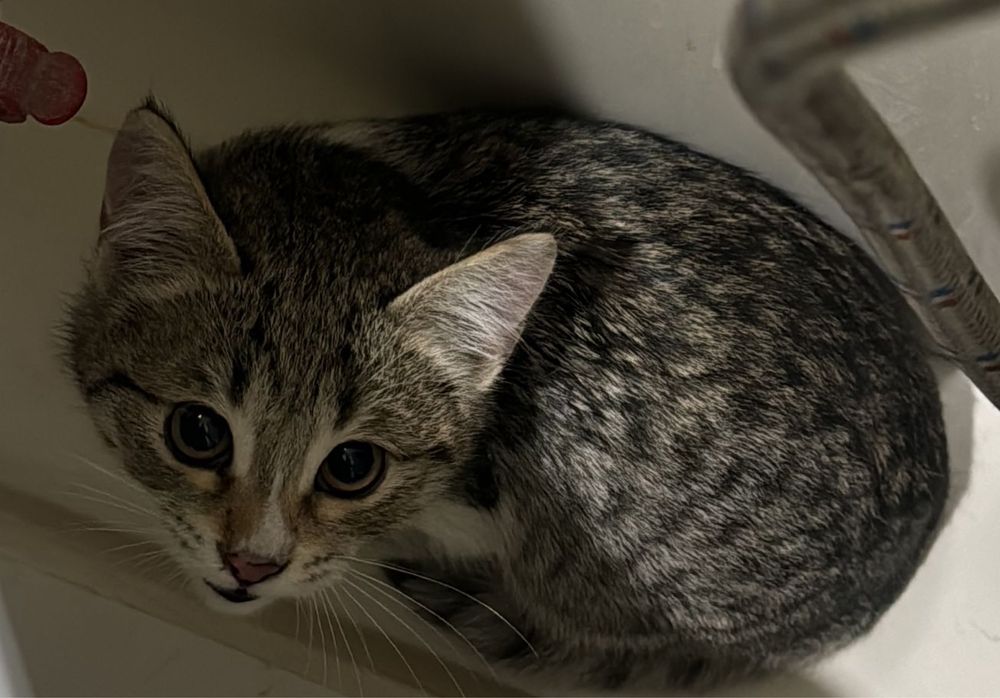 Отдам в добрые руки