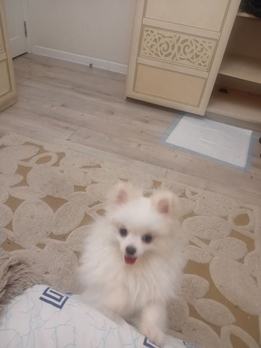 Щпиьц девочка собака