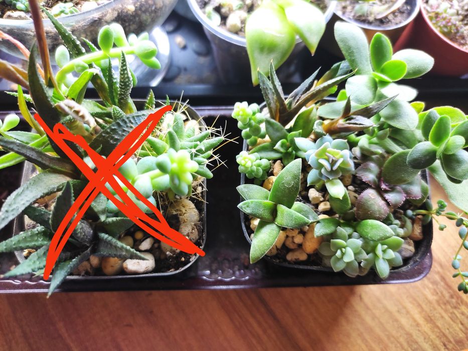 Мини садики из суккулентов