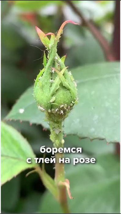 Обработка от вредителей растений, деревьев и т.д.
