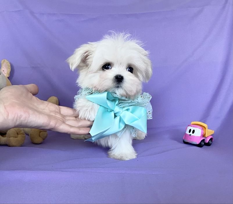 Девочка и мальчик мальтезе мини