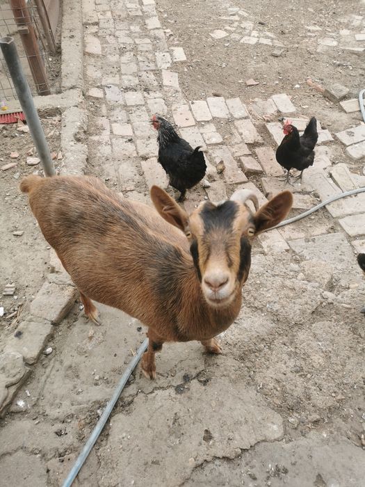 Capră de vânzare