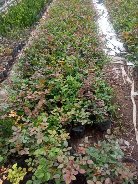 Атиргул чиринка кучатлари сотилади