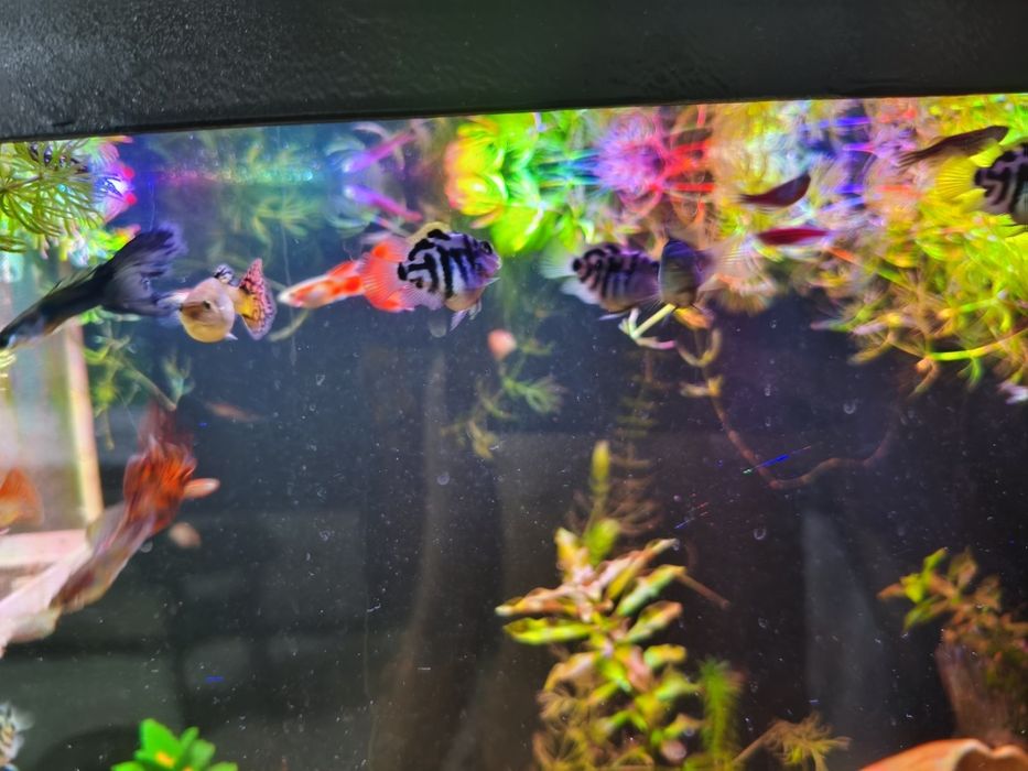 Продам аквариумных рыбок