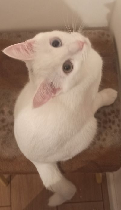 Кот Као Мани (с гетерохрамий)