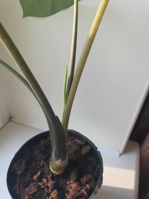 Алоказия коразон