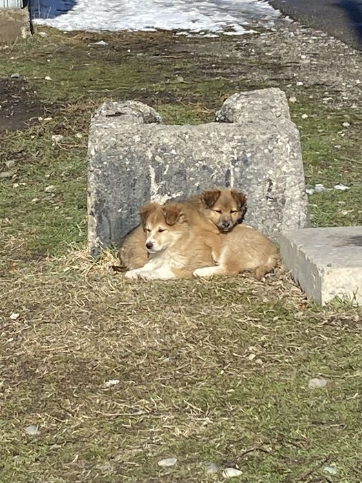 Щенки бесплатно Тараз