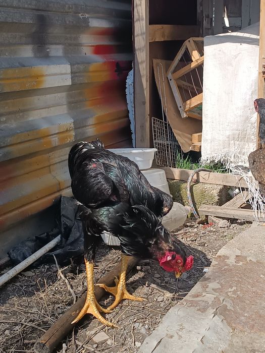 Продаю петух и курица