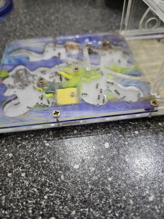 Муравьиная ферма