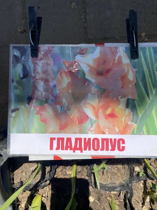 Декороиивные деревья