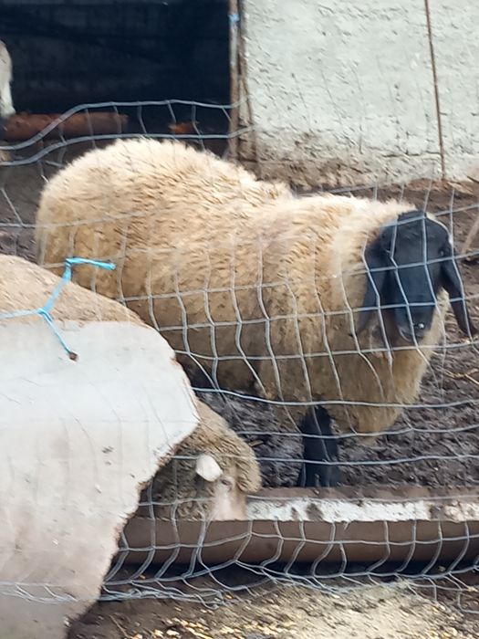 Berbec sârbesc original