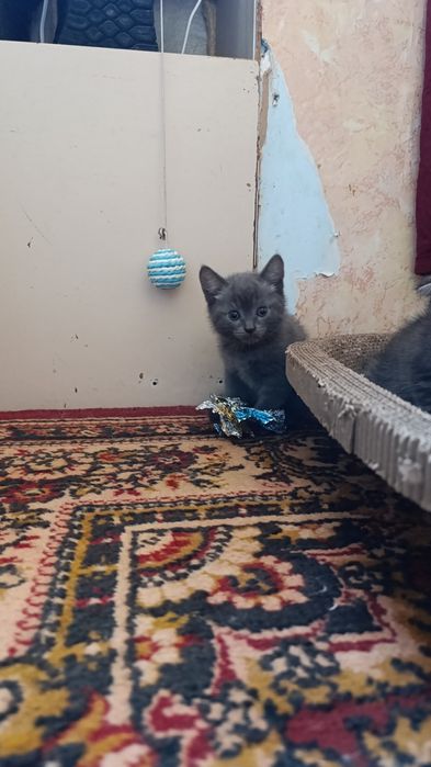 котята девочка шотландские