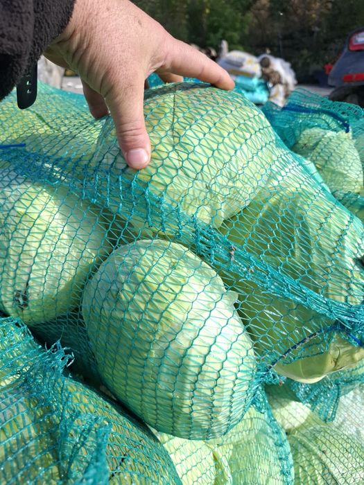 Varza plata cu frunza subtire