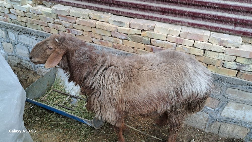 Соглом катта кучкор кочкор qochqor quchqor