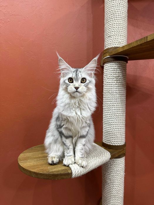 Чудесная девочка Mainemarie Aviva