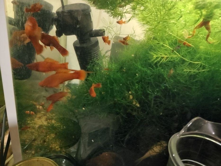 Продам аквариумных рыбок