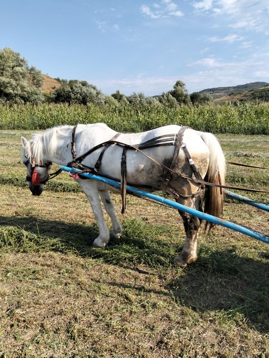 Vând cal cuminte și bland