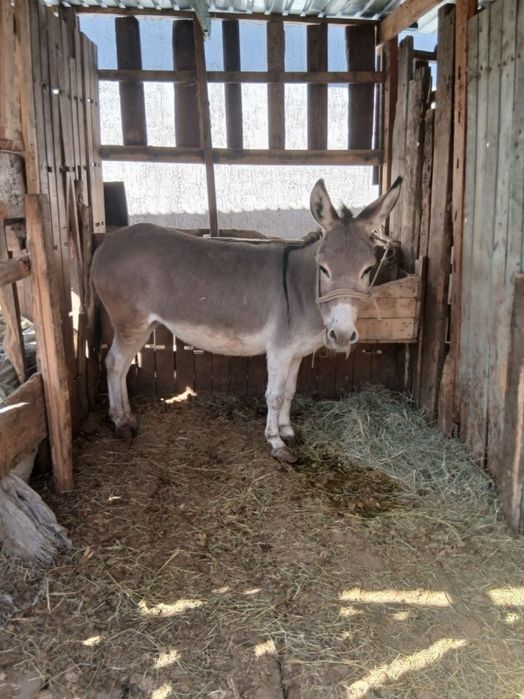 Продам ишака осла