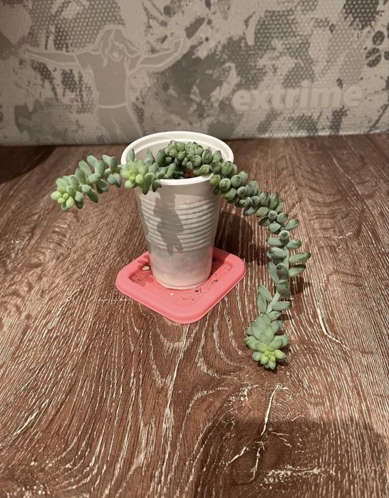 продам комнатные растения