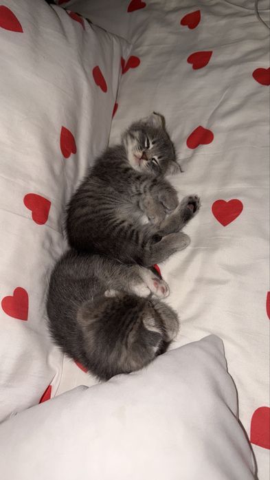 Котята мальчик и девочка вислоухие