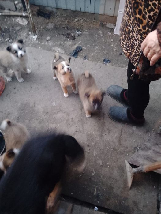 Бесплатно отдам щенят.