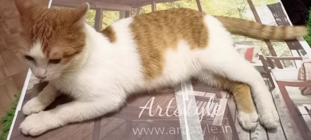 Потерялся котик молодой