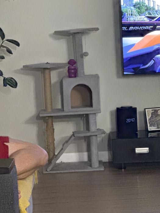 Кошечка скотишстрайт. 2,5 года.