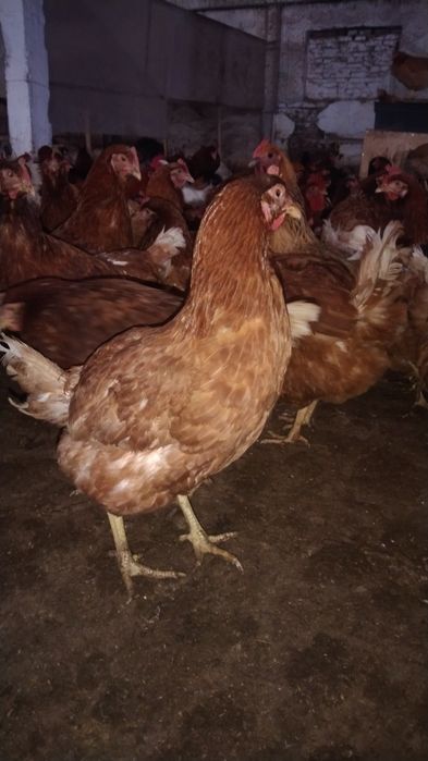 Ломан браун, Кучинские