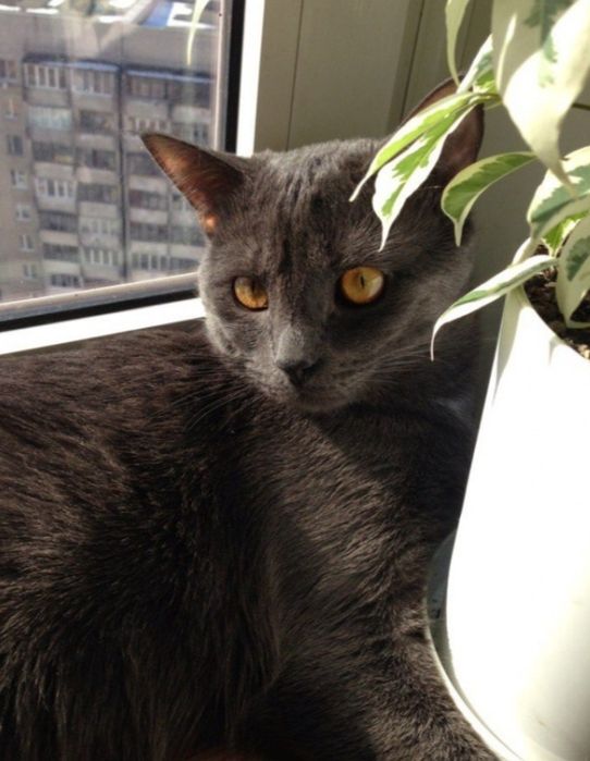 Русский голубой котик 1 год кастрирован привит из России