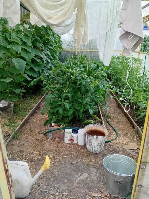 Продам дом-усадьбу