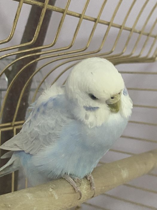 Обмен двух волнистых