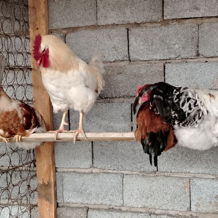 Қораздар балапан