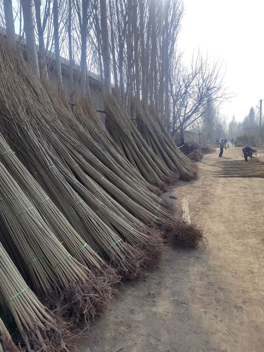 Terak koʻchatlar sotiladi optom narxlarsa