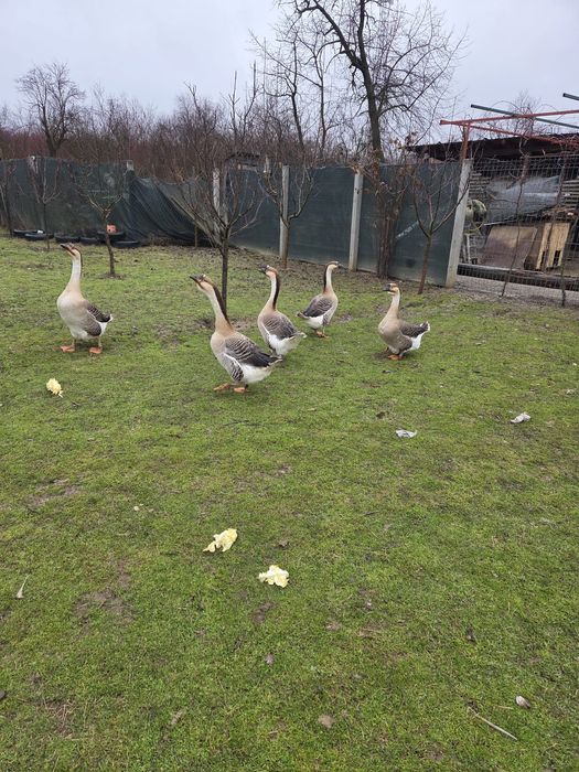 Gâscani leșești,1 de 2023 și unul 2025