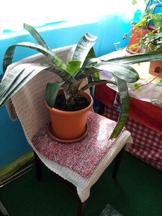 Vand o planta matura de interior Aechmea Primera