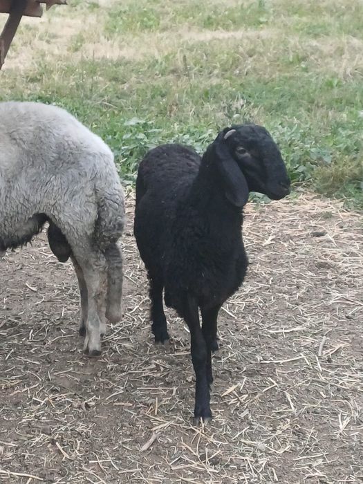 Vand berbec negru