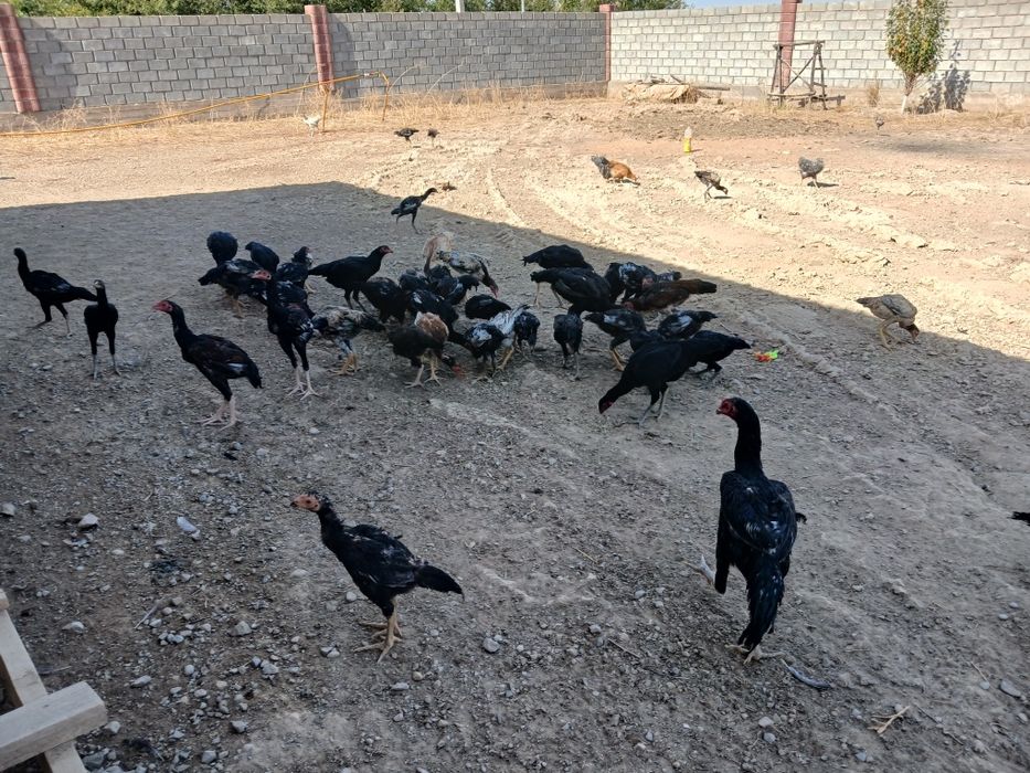 Дакан қораз,тауық