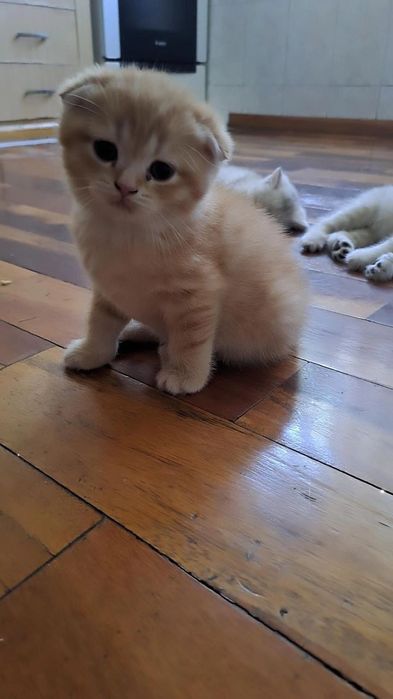 Котята британские 2 месяца