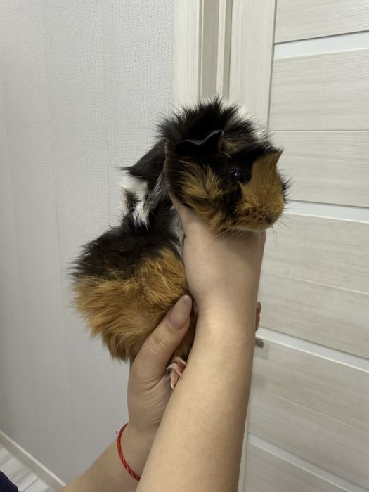 Аббисинская морская свинка